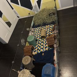 Guinea Pig Set Up