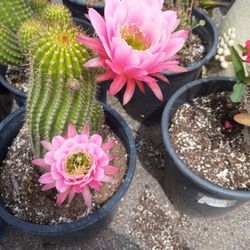 Cactus Con Flor
