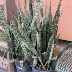 Snake Plants