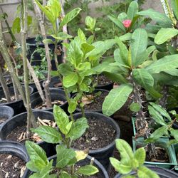 Prodijiosa Mala Madre Siempre Viva Sedron Sitronera La Banda