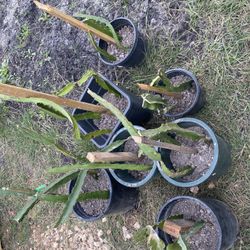 Dragon Fruit Cutting’s 