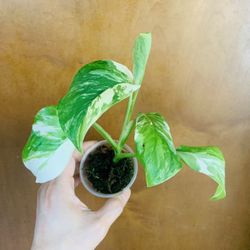 Monstera Lechleriana Variegated