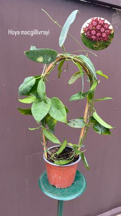 6” hoya macgivillvrayi