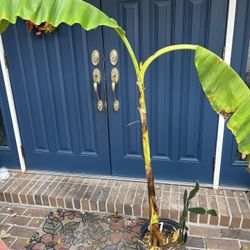 Banana Plant 