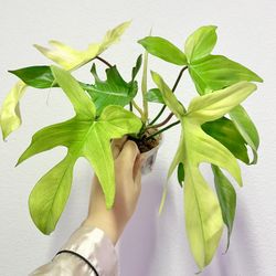 Philodendron Florida Ghost Mint Variegated Plant