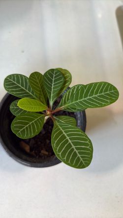 Euphorbia leuconeura AKA jewel of Madagascar houseplant