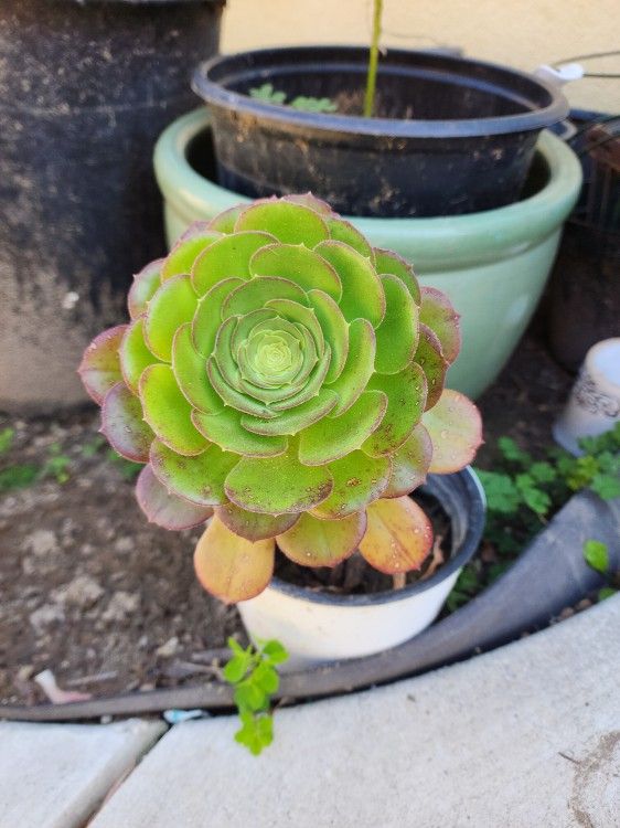 Cute Succulent