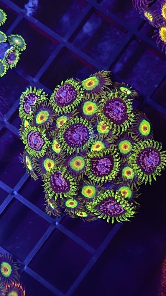 Coral Frags. Insane Colors
