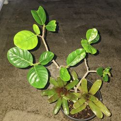 Tahitian GARDENIA  and 2 Fire BROMELIADS