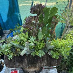 Cactus 🌵 Y Succulents Arrangements En Tronko