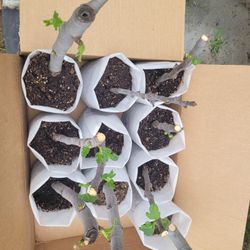 🌿 Fig Tree – Extremely Sweet and Strong Flavor 🌿