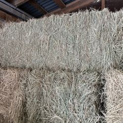 Hay For Sale (Square bales)