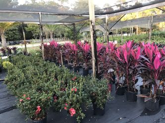 Sale Formosa azaleas in bloom