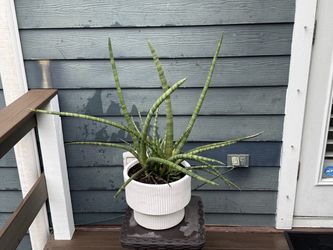 Large Architectural Cylindrical Snake Plant – 33” Tall × 43” Wide – $150