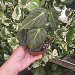 4” Philodendron Melano 