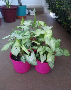 House plants$12 each pot