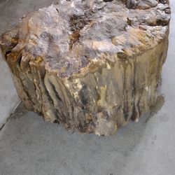 100+ lb Petrified Wood Section