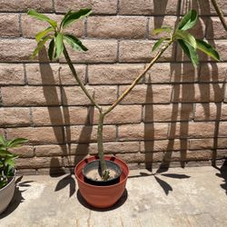 Plumeria