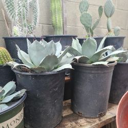 BEAUTIFUL AGAVE PLANTS 🪴 $25 FOR EACH IN THE 5 GALON .