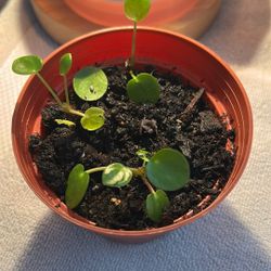 pilea (money plant)
