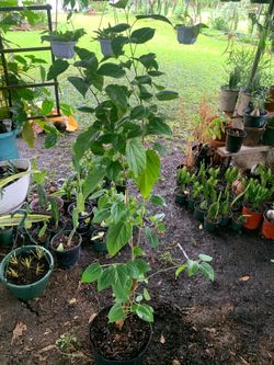 Dwarf Mulberry tree