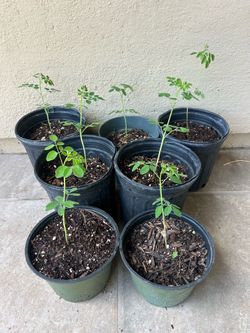 Superfood Moringa Trees - Fast Growing