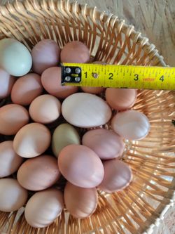 Free Ranch, Fresh Eggs
