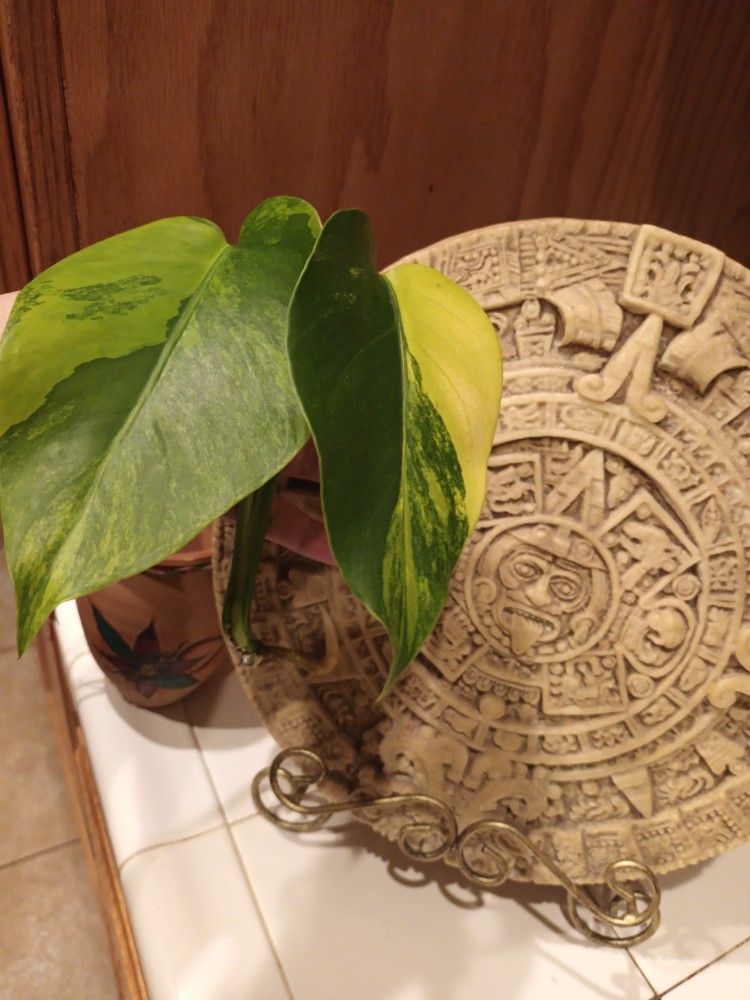 Monstera Aurea