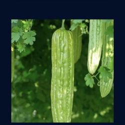 3x Bitter Mellon Seedling Plants Producing Hundreds Of Fruits Free Black Eyed Susan Plant 