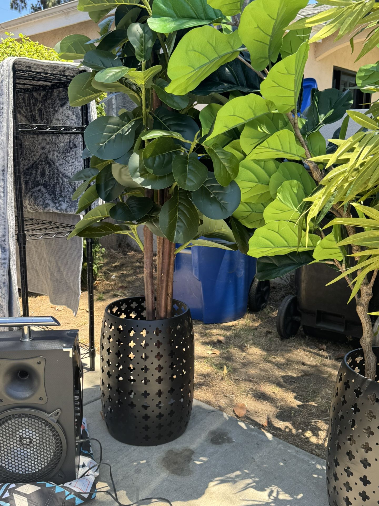 Office Plants/Trees