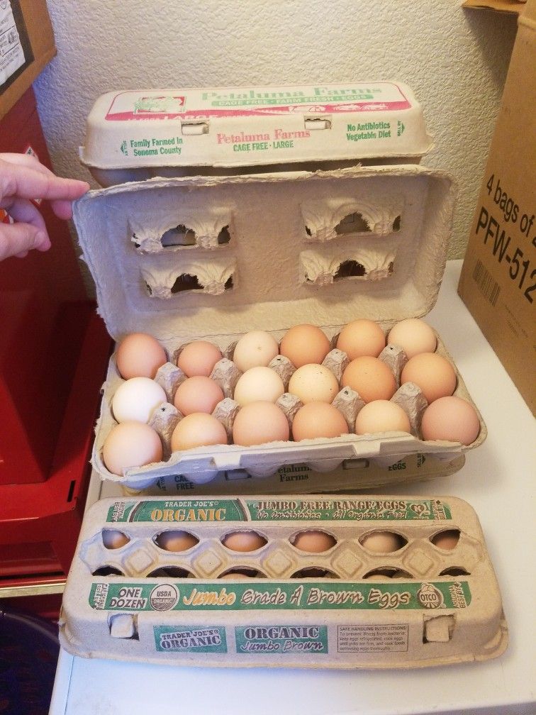 Fresh Organic eggs