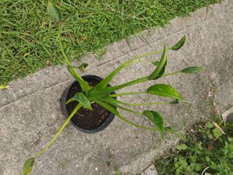 Alocasia tiny dancer plant