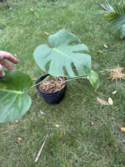 Monstera 