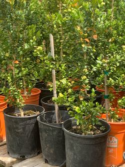 Boxwood plants