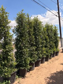 Indian Laurel ficus 25 gal
