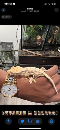 Geckos tanks for sale