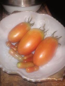 Tomato and chili plants for sale