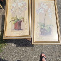 Orchid Pictures 