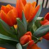 Mayra