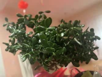 Gorgeous Jade Plant! 