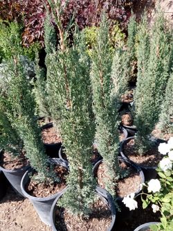 Variedad De Plantas $5..+++