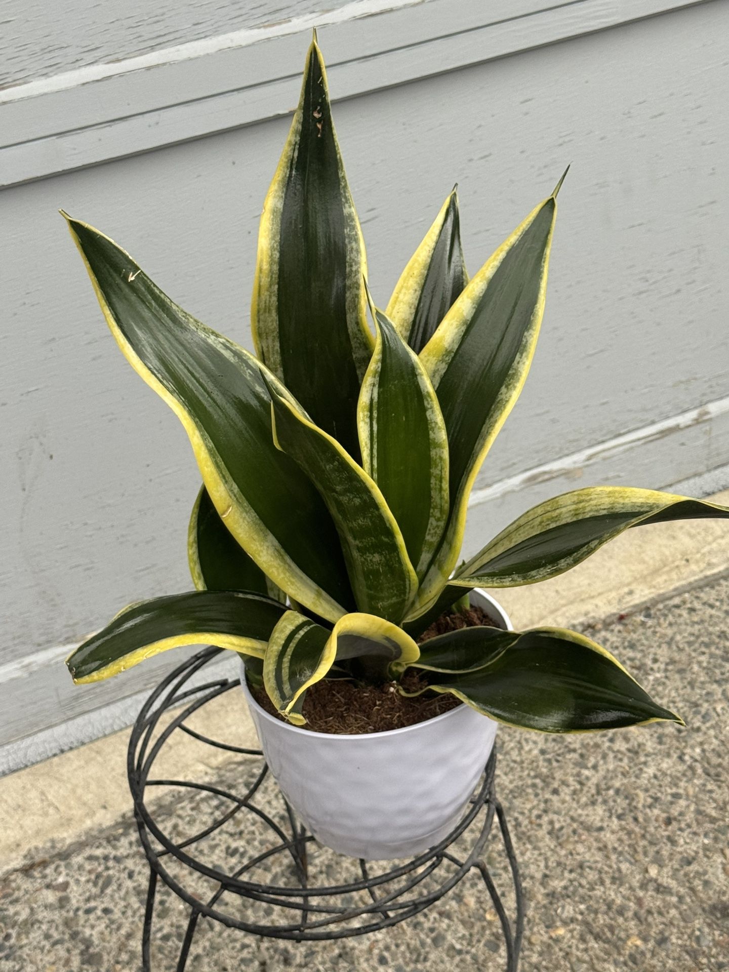 Black And Gold Sansevieria Snake Plant 