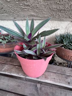 Planta’s