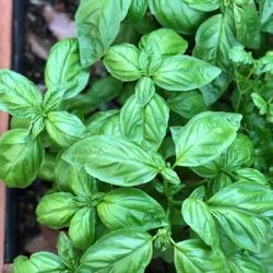 Baby Basil Plantsðððððŋðŋðŋðŋ