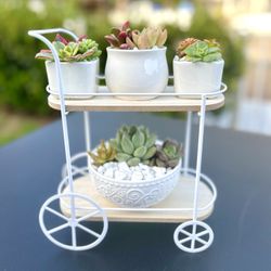 Succulent Cart Mother’s Day