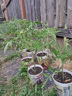 Tomato plants