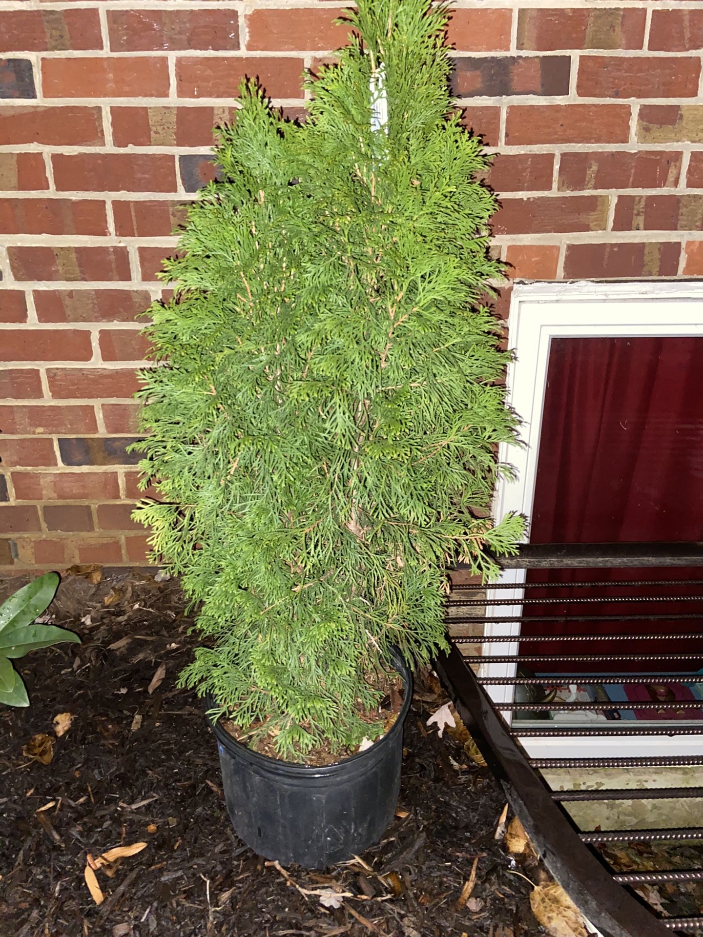 Emerald arborvitae shrub plant (2 shrubs)