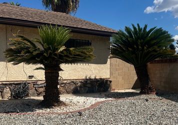 Free Sago Palm