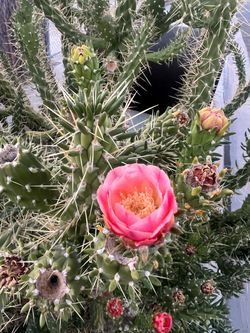 Cactus