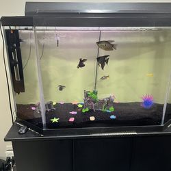 Fish Tank With Stand- 37 Gallon
